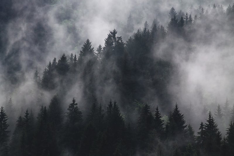 Enchanted Forest