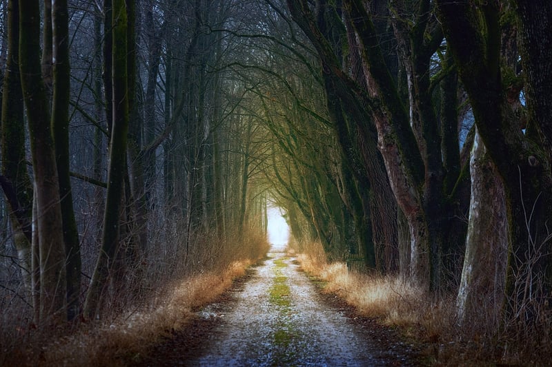 Moonlit Glades